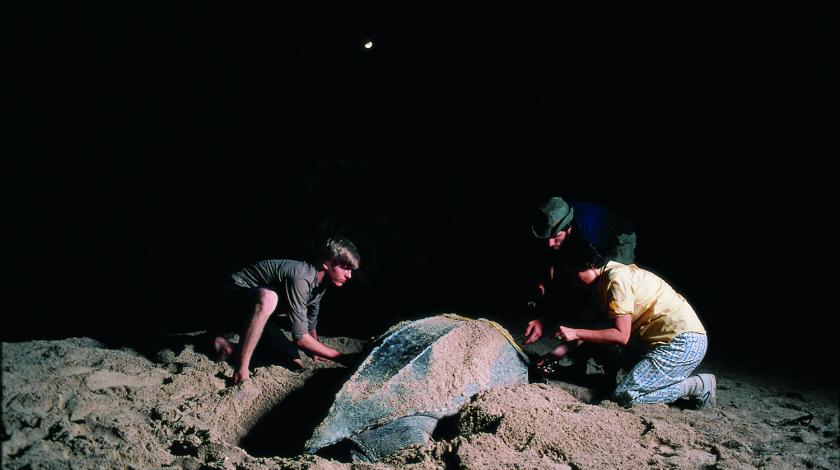 Earthwatch volunteers collect data on a nesting female leatherback